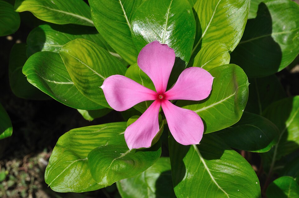 Catharanthus roseus - Rose Periwinkle, endemic to Madagascar